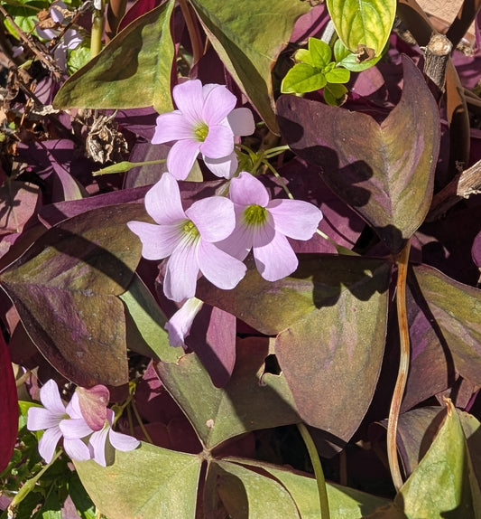 Violet Wood Sorrel Flower Essence