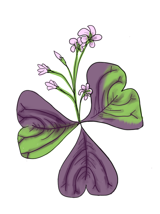 Violet Wood Sorrel Flower Essence